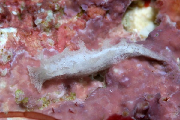 シロハナガサウミウシ属の一種