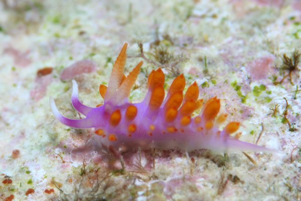 ルージュミノウミウシ