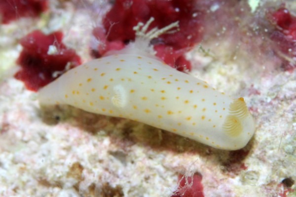 ジムノドーリス・バイカラー