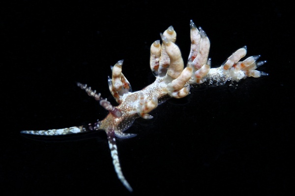 ツノゲミノウミウシ