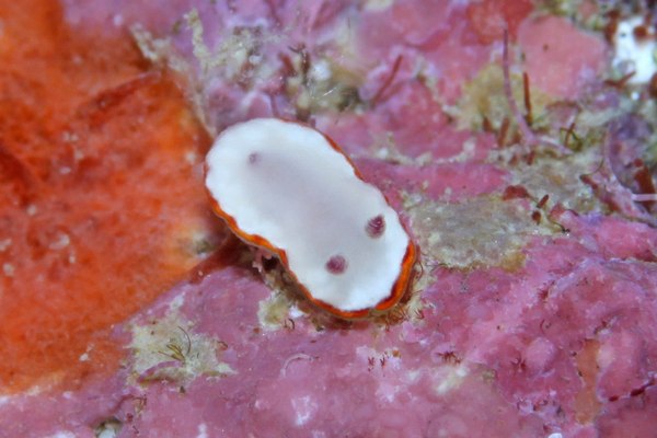 ウチナミシラヒメウミウシ