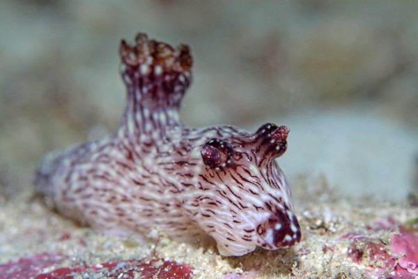 ブッシュドノエルウミウシ