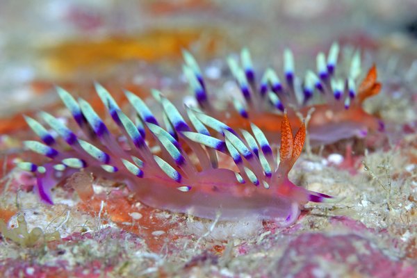 アデヤカミノウミウシ