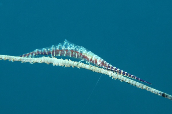 ゴルゴニアンシュリンプ