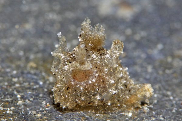 ミズタマウミウシ属の一種