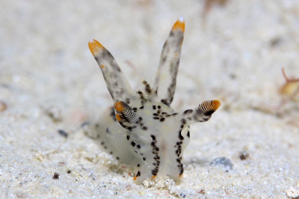 ツノザヤウミウシ