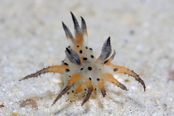 コソデウミウシ