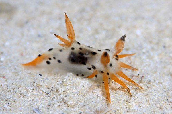 フジタウミウシ属の一種
