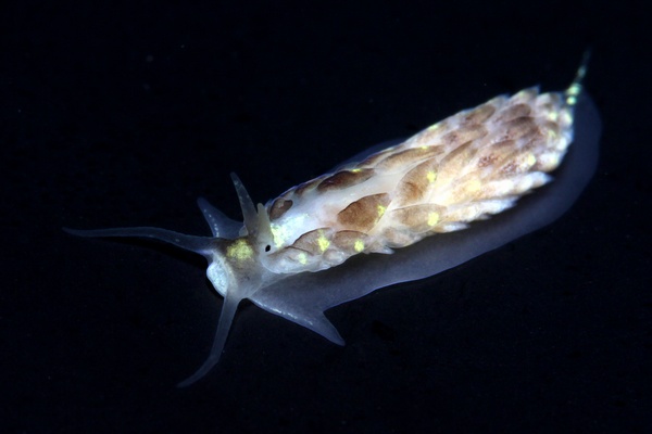 カスミミノウミウシ属の一種