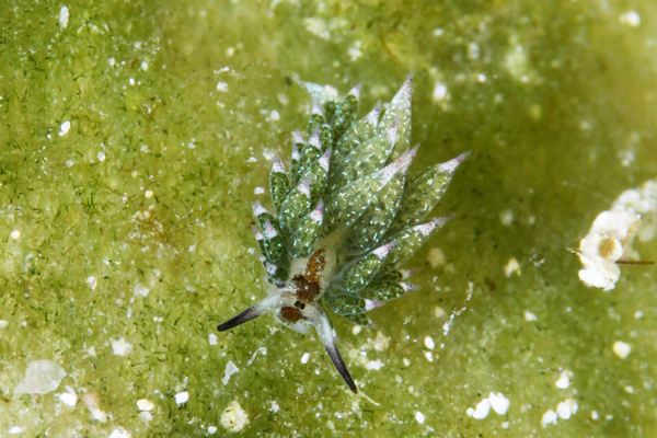 クサイロモウミウシ