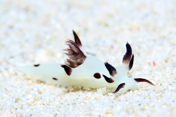 パンダツノウミウシ