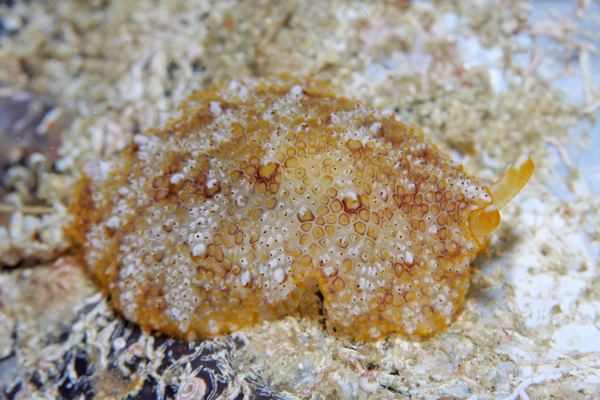 ナイワンフシエラガイ