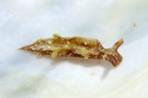 チャイロミドリガイ