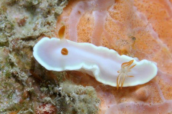 ヘリシロイロウミウシ