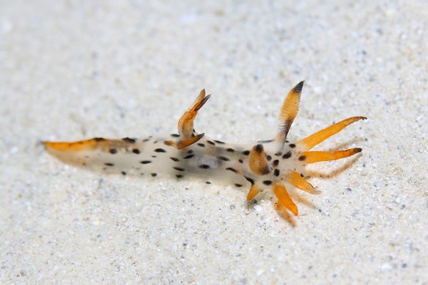 フジタウミウシ属の一種