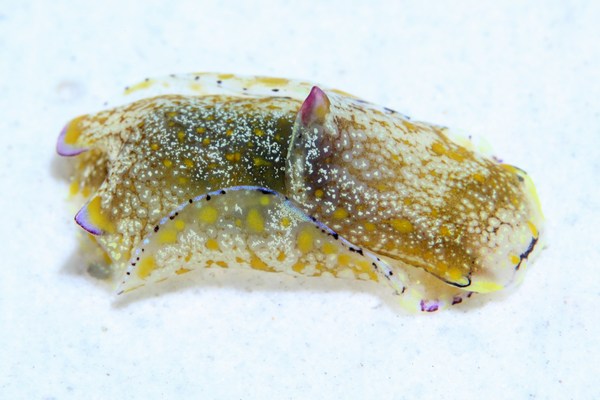 カラスキセワタ