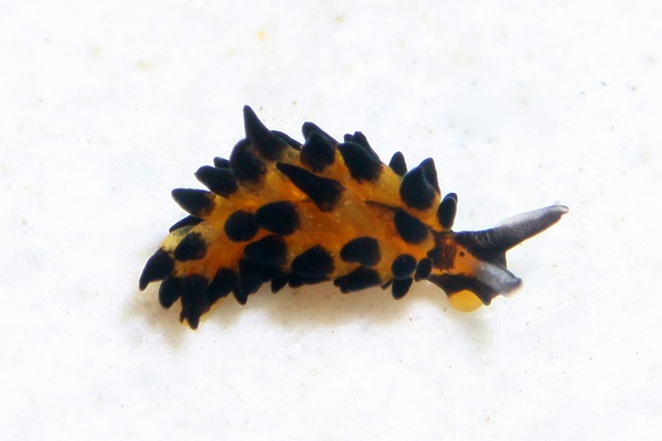 プラキダ・バラクオバマイ