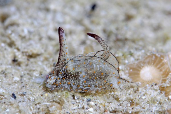 ウスバネウミコチョウ