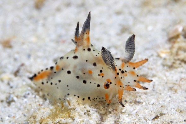 コソデウミウシ