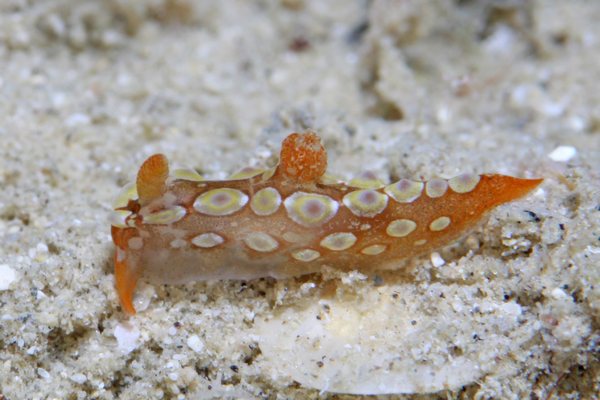 ニシキリュウグウウミウシ属の一種