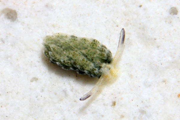 オオアリモウミウシ属の一種