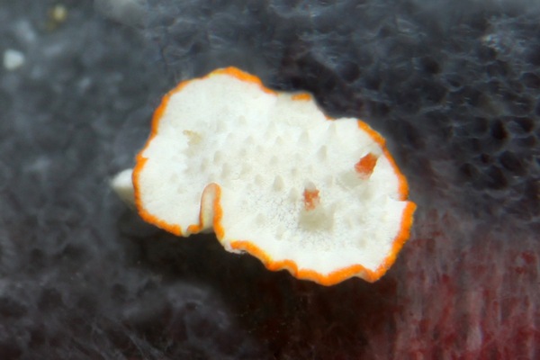 ミナミミツイラメリウミウシ