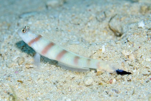 スミゾメキヌハダウミウシ