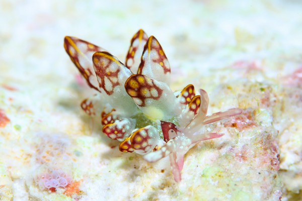 カノコウロコウミウシ