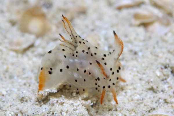 フジタウミウシ属の一種