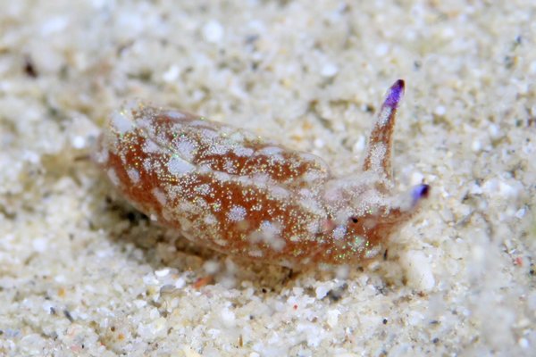 エリシア・アオタイ