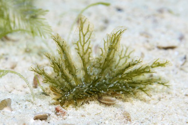 カリフィラ属の一種