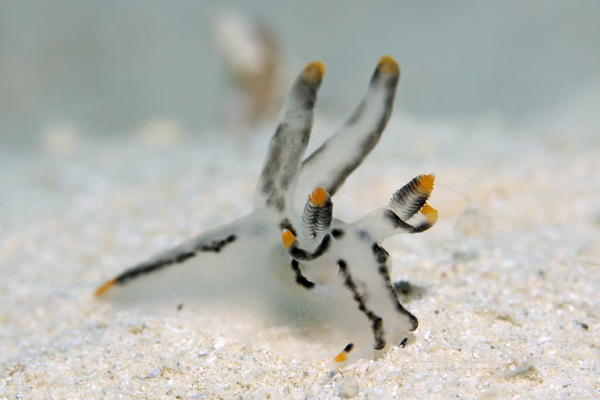 ツノザヤウミウシ