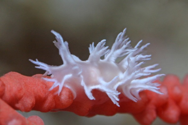 ボブホクヨウウミウシ