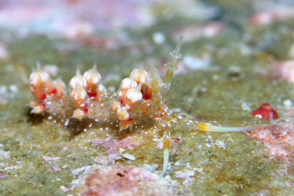 ネアカミノウミウシ