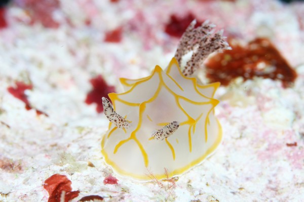 キスジカンテンウミウシ