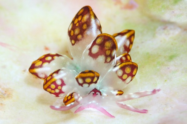 カノコウロコウミウシ