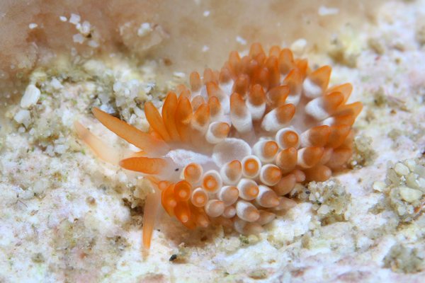 アンテアエオリデエッラ・カカオティカ