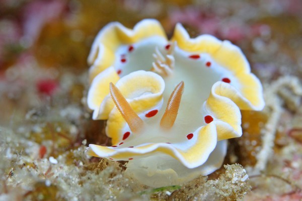 アカテンイロウミウシ