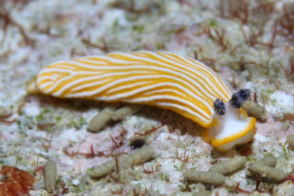 キシマオトメウミウシ