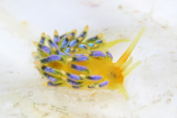 フジエラミノウミウシ