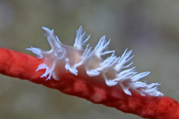 ボブホクヨウウミウシ