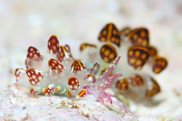 カノコウロコウミウシ