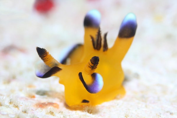 ウデフリツノザヤウミウシ