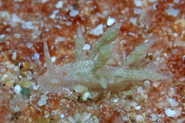 ヒョウタンミノウミウシ