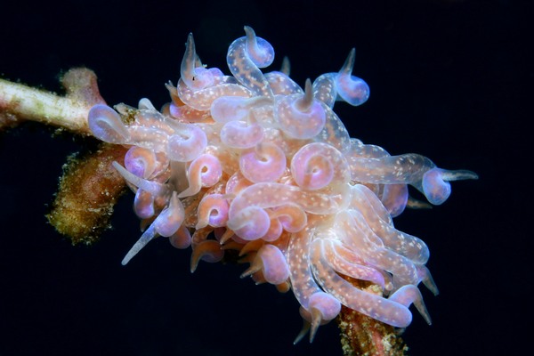 ハナビラミノウミウシ