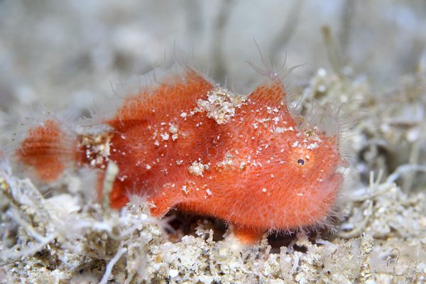 カエルアンコウ