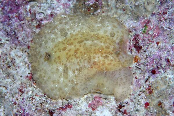 シミツキウミウシ