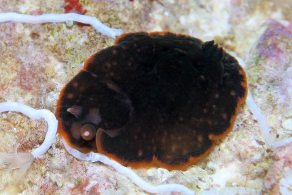 ホンクロシタナシウミウシ