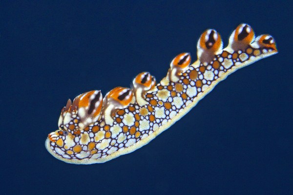 ヒオドシユビウミウシ