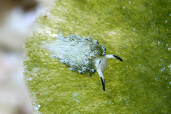 ウサギモウミウシ